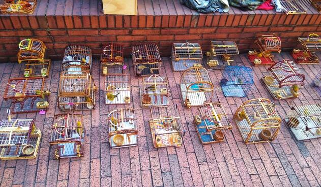 Canarios rescatados en Bogotá