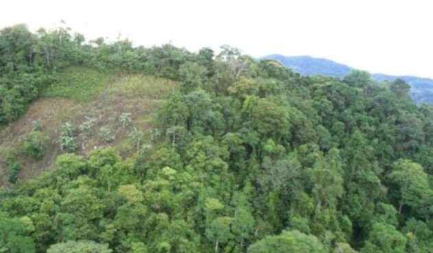 En el último año, la deforestación aumentó en un 23% en el país.