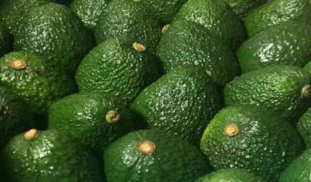 Aguacate hass. Aguacate hass.