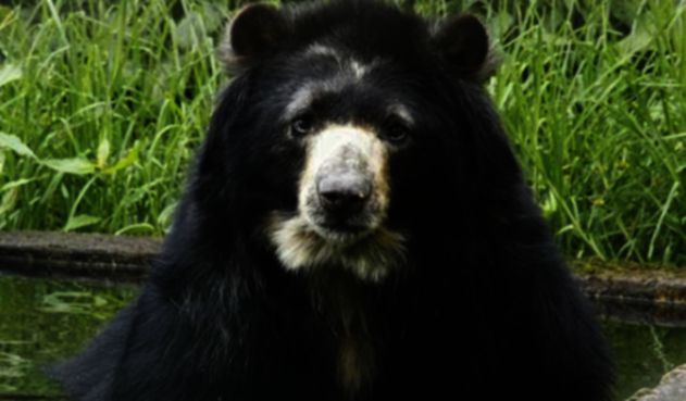 Oso Chucho