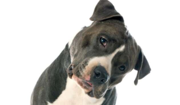 Perro pitbull. Imagen de ilustración