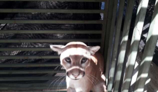 El puma fue capturado en zona rural de Montería. El puma fue capturado en zona rural de Montería.