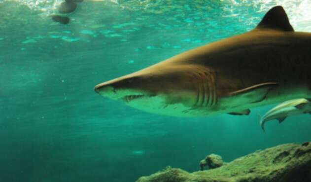 Ataques de tiburones se han incrementado en la Florida