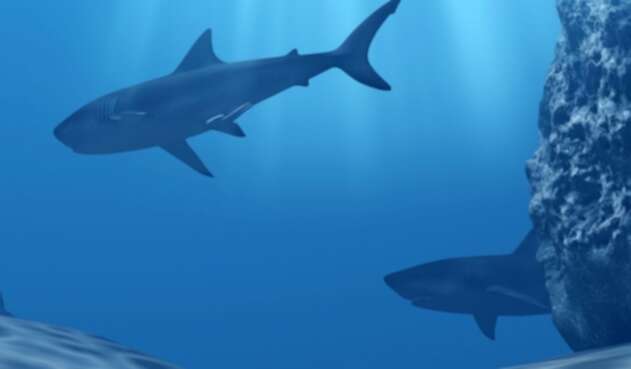 Tiburones Tiburones