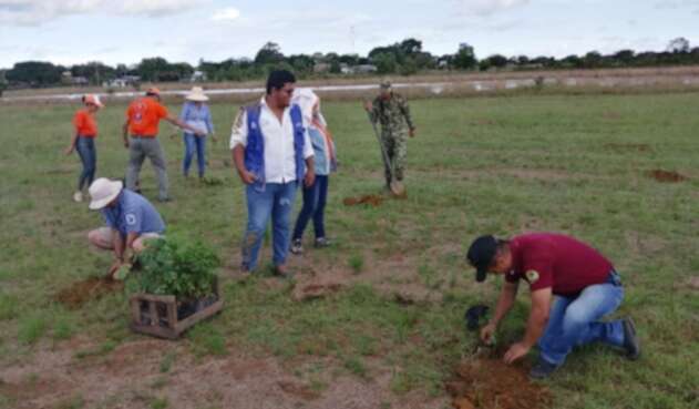 En Cumaribo siembran árboles para proteger fuentes hídricas