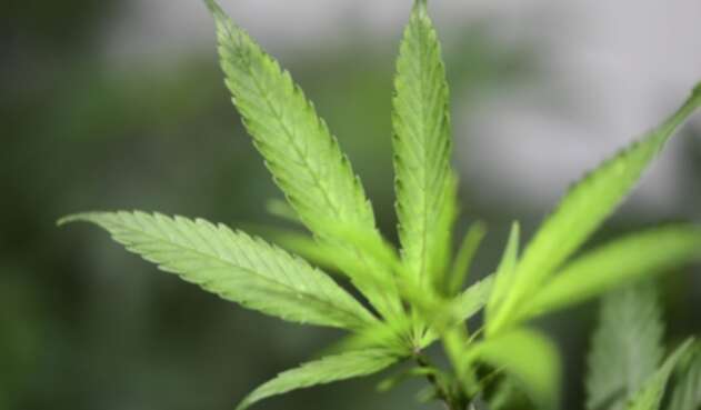 Cultivo de cannabis medicinal.