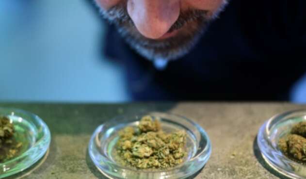 Cannabis medicinal.