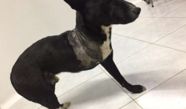 Adopción