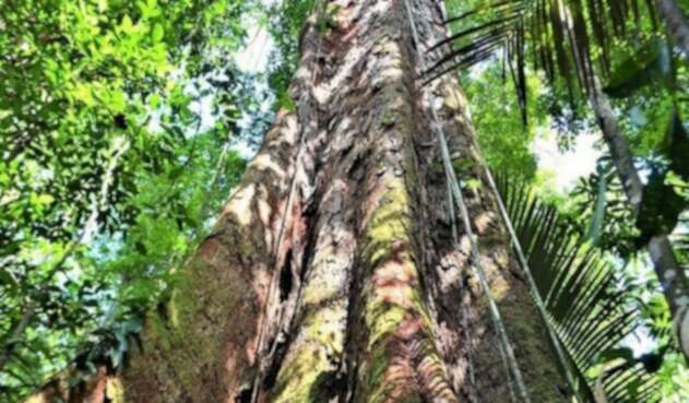 Árbol