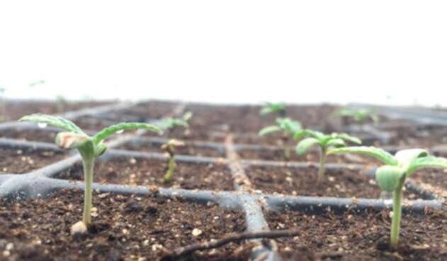 Un cultivo de cannabis en Quindío