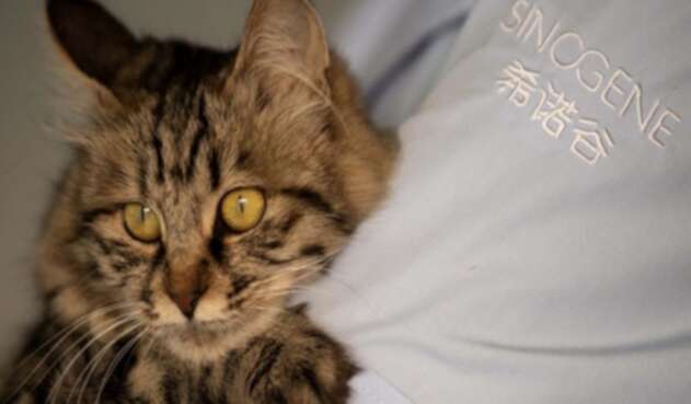 Gato referencial Gato