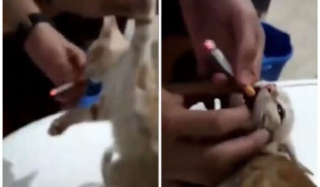 Maltrato animal