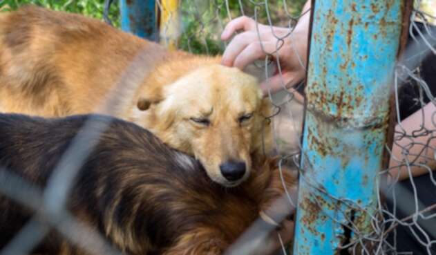 Perros Perros - Adopción