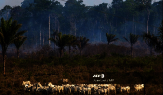 Amazonia Amazonia