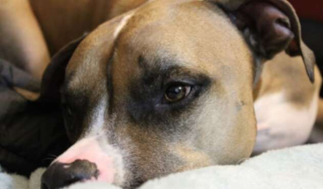 Pitbull