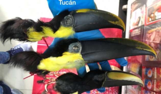Animales sacrificados para elaborar productos de brujería en Bogotá