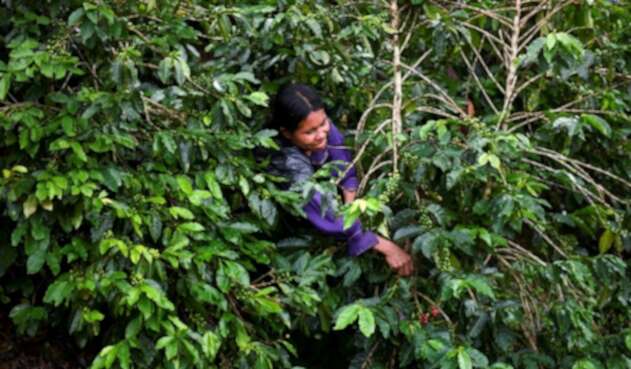 Una mujer cosecha café