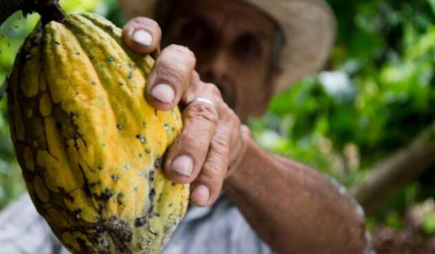 Cacao Cacao