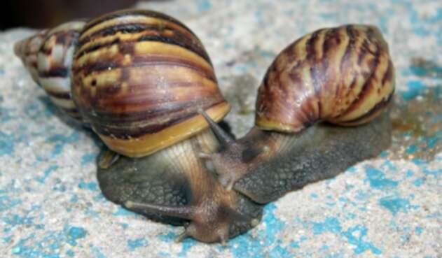 Caracol africano Caracol africano