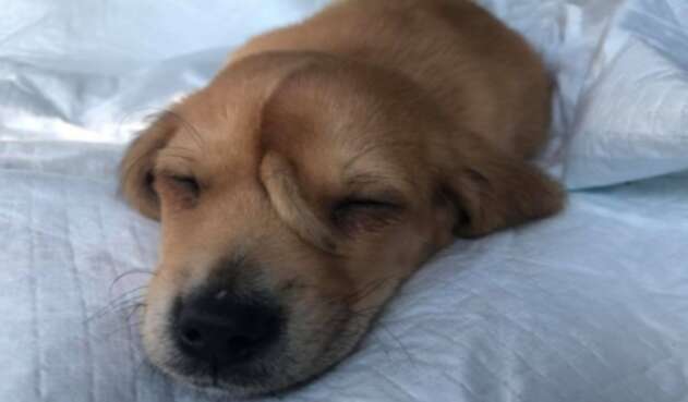 Adopción