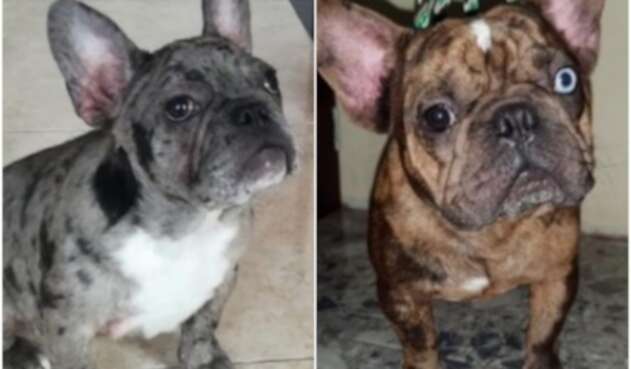 Bulldog francés hurtados