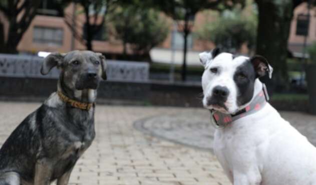 Mascotas.