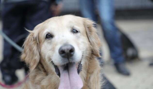 Perro- Imagen de referencia.