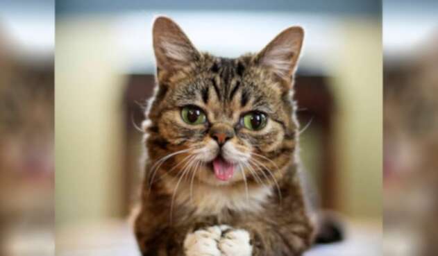 Gato Lil Bub