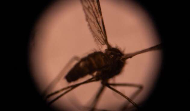 Un mosquito es visto desde un microscopio.
