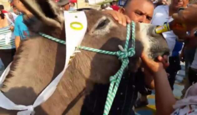 Maltrato a burros en Cundinamarca Maltrato a burros en Cundinamarca