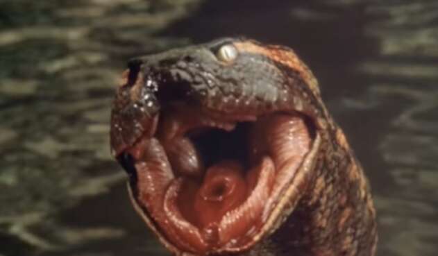 Anaconda