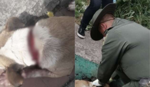 Apuñalan a perrita en Usme Apuñalan a perrita en Usme