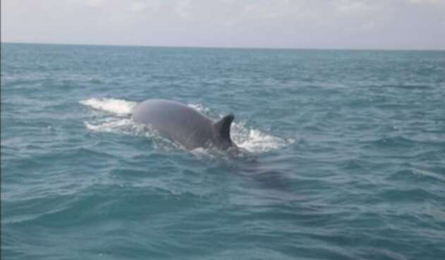 Ballena de Aleta.