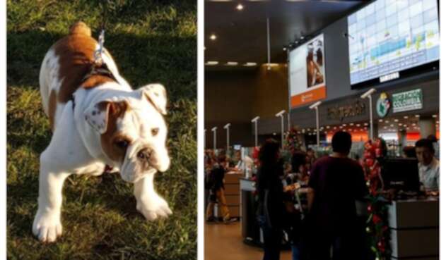Bulldog Inglés robo Bulldog Inglés robo