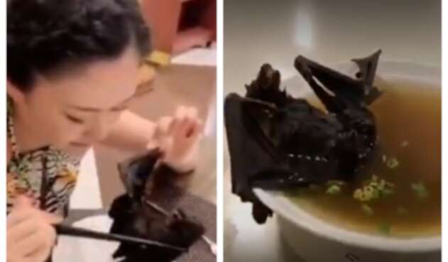 Sopa de muerciélago Sopa de muerciélago