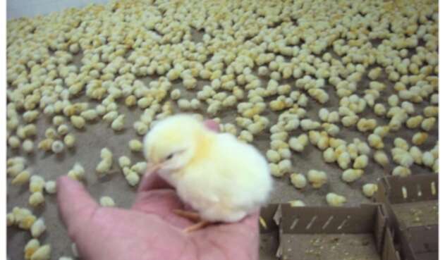 PollosCriadero de pollos en el sector avícola