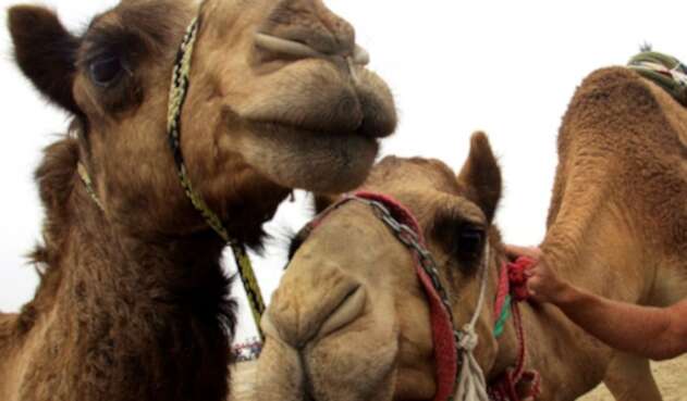 No es la primera vez que se sacrifican miles de animales salvajes como camellos o caballos que no son endémicos de Australia.