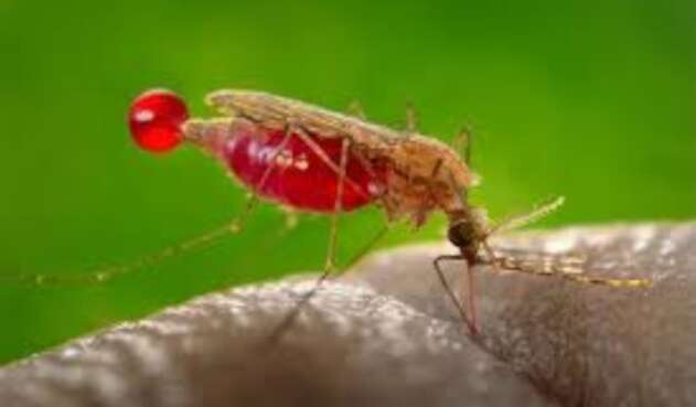 Malaria en el Catatumbo
