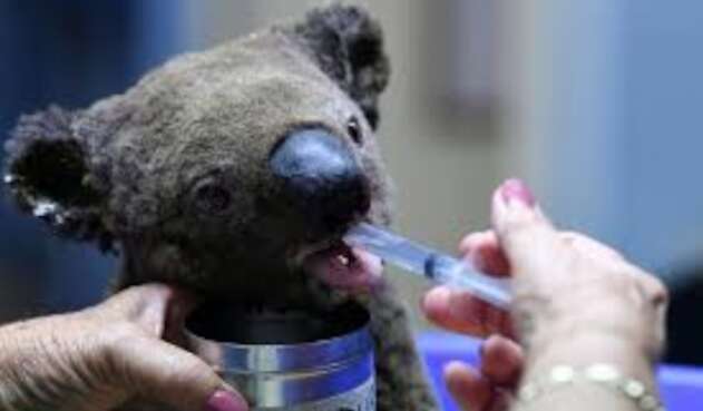 Los más de 200 focos de incendios forestales extinguieron al 50% de los koalas clave para su supervivencia.