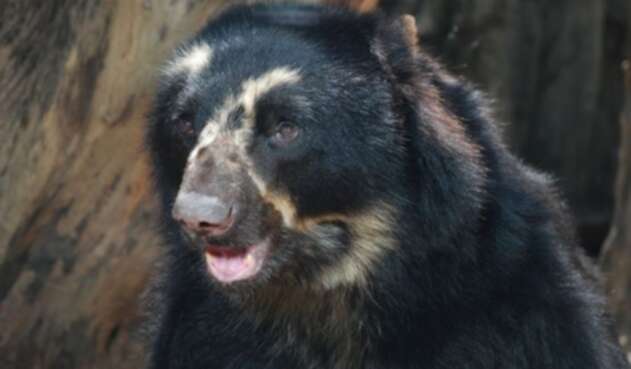 Oso Chucho Oso Chucho