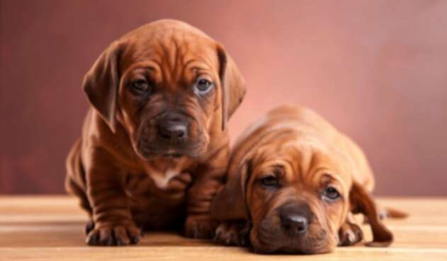 Perritos Perritos
