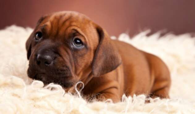 Perro tierno Perro tierno