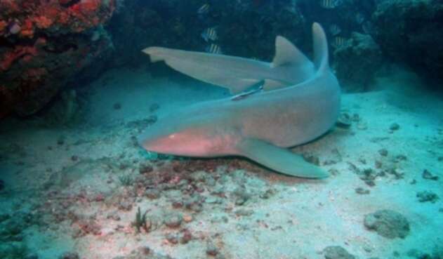 Tiburón Tiburón