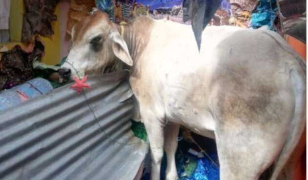 Emergencia en una vivienda de Bucaramanga tras caer una vaca en el techo Emergencia en una vivienda de Bucaramanga tras caer una vaca en el techo