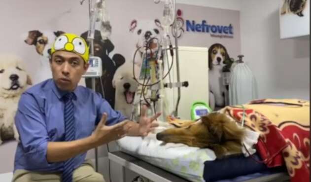 Murió Koko, el perro que salvó a sus amos de abejas africanizadas