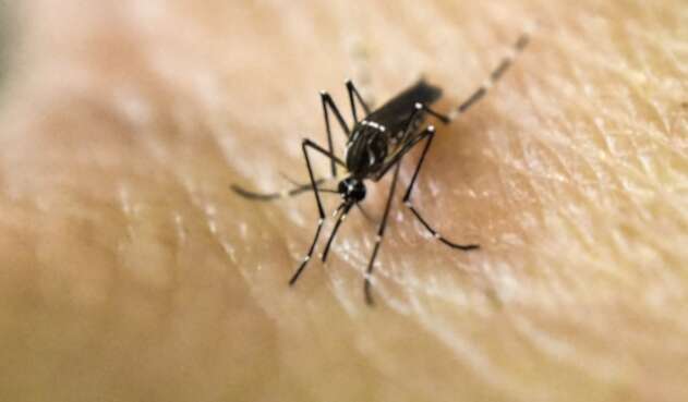 Mosquito que transmite el dengue.