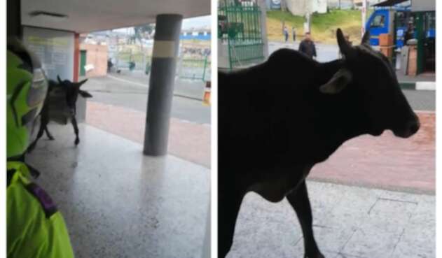 Toro en Usme