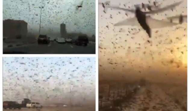 Plaga de langostas