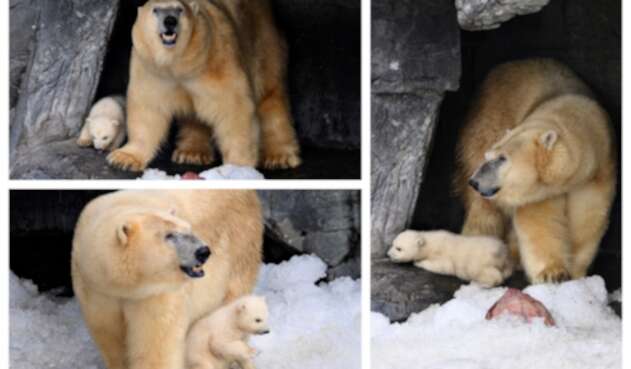 Oso Polar Oso Polar