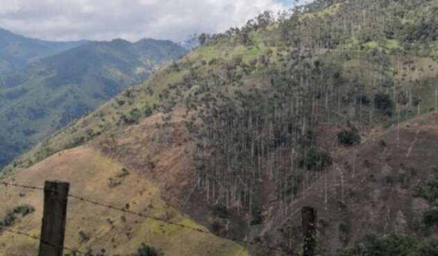 Palmas de cera en el cañón del río Toche, en Tolima.